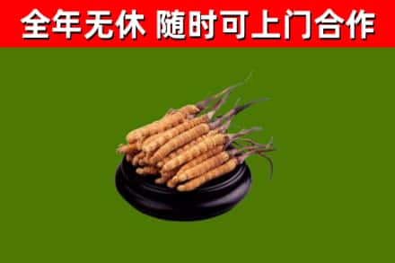 内江烟酒回收冬虫夏草.jpg